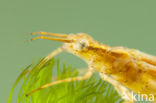 Koperen beekjuffer (Calopteryx haemorrhoidalis)