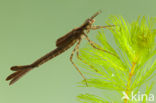 Koperen beekjuffer (Calopteryx haemorrhoidalis)