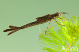 Mediterranean Demoiselle (Calopteryx haemorrhoidalis)