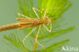 Koperen beekjuffer (Calopteryx haemorrhoidalis)