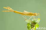 Koperen beekjuffer (Calopteryx haemorrhoidalis)