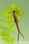 Koperen beekjuffer (Calopteryx haemorrhoidalis)