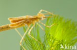 Koperen beekjuffer (Calopteryx haemorrhoidalis)