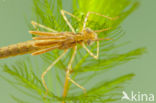 Koperen beekjuffer (Calopteryx haemorrhoidalis)