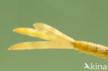 Mediterranean Demoiselle (Calopteryx haemorrhoidalis)
