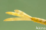 Koperen beekjuffer (Calopteryx haemorrhoidalis)