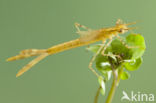 Koperen beekjuffer (Calopteryx haemorrhoidalis)