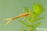 Koperen beekjuffer (Calopteryx haemorrhoidalis)