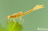 Mediterranean Demoiselle (Calopteryx haemorrhoidalis)