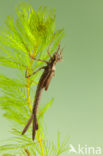 Koperen beekjuffer (Calopteryx haemorrhoidalis)