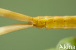 Koperen beekjuffer (Calopteryx haemorrhoidalis)