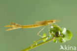 Koperen beekjuffer (Calopteryx haemorrhoidalis)