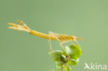 Koperen beekjuffer (Calopteryx haemorrhoidalis)