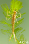 Koperen beekjuffer (Calopteryx haemorrhoidalis)