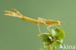 Koperen beekjuffer (Calopteryx haemorrhoidalis)