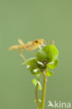 Koperen beekjuffer (Calopteryx haemorrhoidalis)