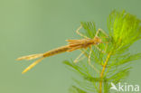 Koperen beekjuffer (Calopteryx haemorrhoidalis)