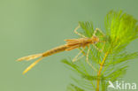 Koperen beekjuffer (Calopteryx haemorrhoidalis)