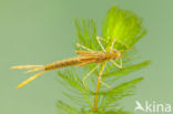 Koperen beekjuffer (Calopteryx haemorrhoidalis)