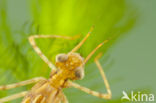 Koperen beekjuffer (Calopteryx haemorrhoidalis)