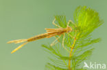 Koperen beekjuffer (Calopteryx haemorrhoidalis)