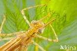 Koperen beekjuffer (Calopteryx haemorrhoidalis)