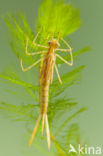 Koperen beekjuffer (Calopteryx haemorrhoidalis)