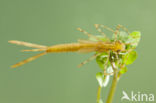 Koperen beekjuffer (Calopteryx haemorrhoidalis)