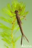 Koperen beekjuffer (Calopteryx haemorrhoidalis)