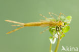 Koperen beekjuffer (Calopteryx haemorrhoidalis)