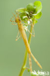 Koperen beekjuffer (Calopteryx haemorrhoidalis)