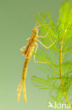 Koperen beekjuffer (Calopteryx haemorrhoidalis)