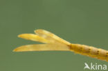 Koperen beekjuffer (Calopteryx haemorrhoidalis)