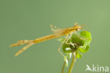 Koperen beekjuffer (Calopteryx haemorrhoidalis)