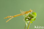 Mediterranean Demoiselle (Calopteryx haemorrhoidalis)