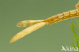 Koperen beekjuffer (Calopteryx haemorrhoidalis)