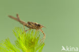 Koperen beekjuffer (Calopteryx haemorrhoidalis)