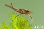 Koperen beekjuffer (Calopteryx haemorrhoidalis)