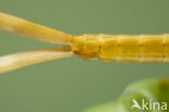 Mediterranean Demoiselle (Calopteryx haemorrhoidalis)