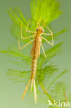 Koperen beekjuffer (Calopteryx haemorrhoidalis)