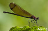 Koperen beekjuffer (Calopteryx haemorrhoidalis)