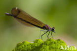 Mediterranean Demoiselle (Calopteryx haemorrhoidalis)