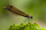 Koperen beekjuffer (Calopteryx haemorrhoidalis)