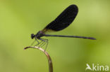 Koperen beekjuffer (Calopteryx haemorrhoidalis)