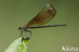 Koperen beekjuffer (Calopteryx haemorrhoidalis)