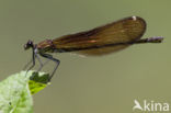 Mediterranean Demoiselle (Calopteryx haemorrhoidalis)