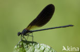 Koperen beekjuffer (Calopteryx haemorrhoidalis)