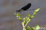 Mediterranean Demoiselle (Calopteryx haemorrhoidalis)