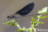 Mediterranean Demoiselle (Calopteryx haemorrhoidalis)