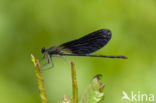 Mediterranean Demoiselle (Calopteryx haemorrhoidalis)